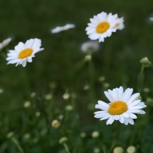 Meet your Posher, Carlie